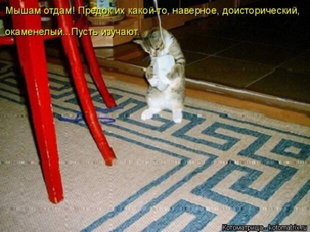 Лучшие котоматрицы недели Лучшие котоматрицы недели