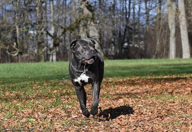 В Курганинске собаки растерзали мужчину: разорвали руку и ногу