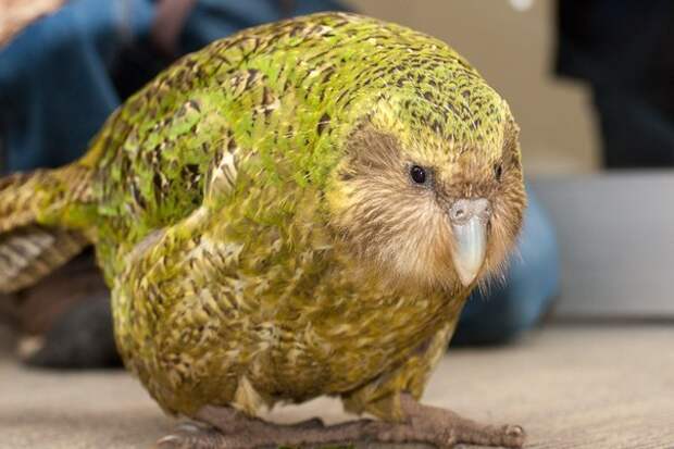 kakapo-kartinki-koshki-sobaki-smeshnye-zhivotnye-kote