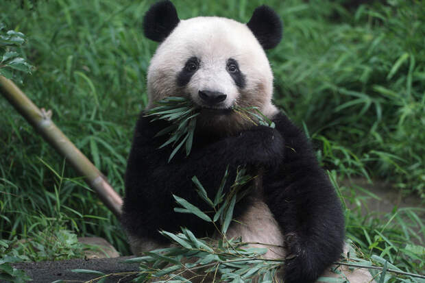 Трехлетний детеныш панды