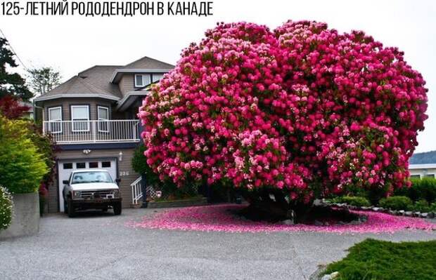 Удивительные деревья со всего мира