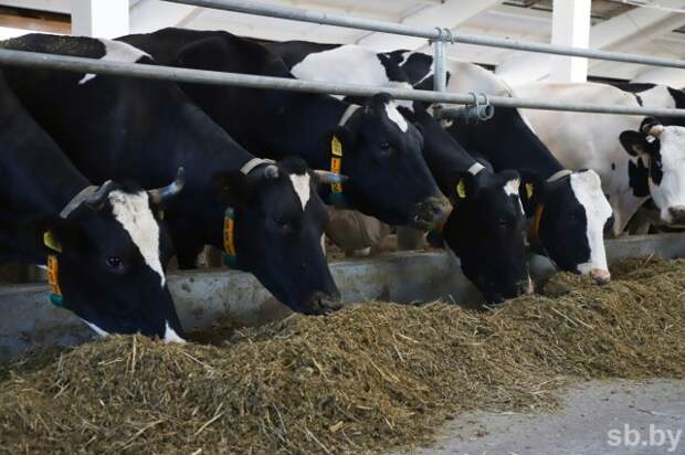 В Могилевской области КГК проверил, как в хозяйствах региона готовятся к зимне-стойловому периоду.