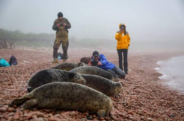 Спасенные во Владивостоке тюлени вернулись домой