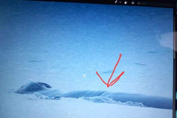 В Баренцевом море спасли кита, запутавшегося в сетях