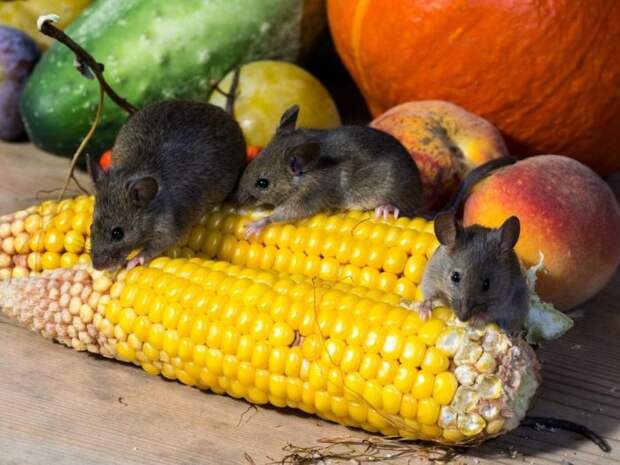 Мыши съедят все. /Фото: муп-апу.рф.