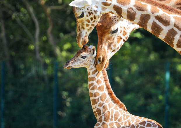 Новорожденный жираф Ротшильда