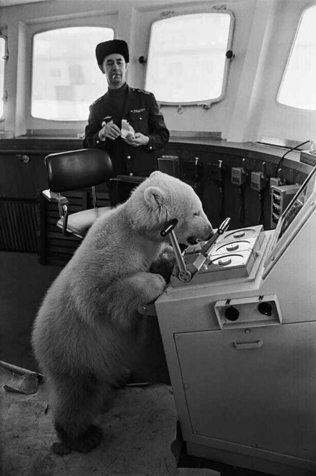 Белый медведь Мишка на борту ледокола "Мурманск", февраль 1970 г.