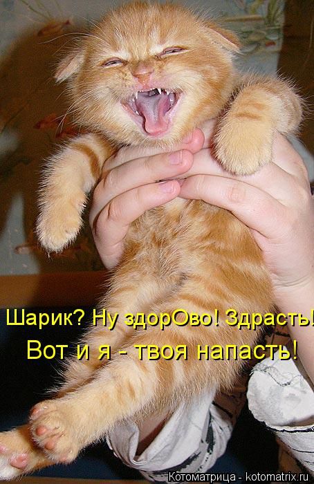 Котоматрицы(картинки с надписями)