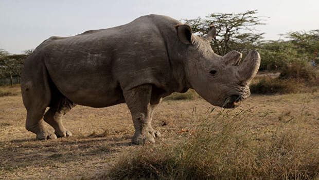 В Малайзии умер последний самец суматранского носорога