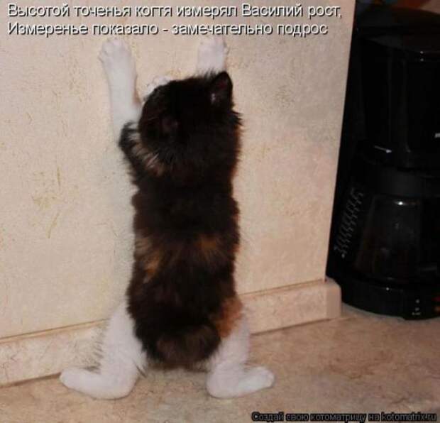 Котоматрицы(картинки с надписями)