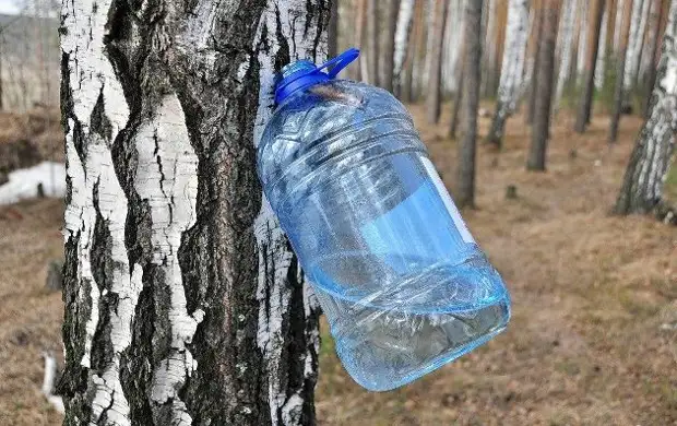 Какая польза от березового сока и почему еще наши бабушки обязательно его пили