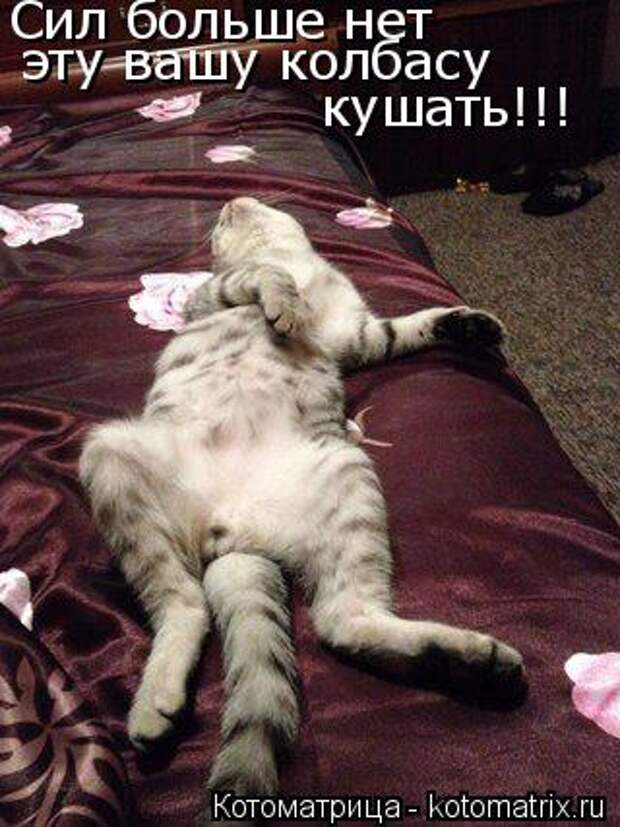 Котоматрица: Сил больше нет  эту вашу колбасу  кушать!!!