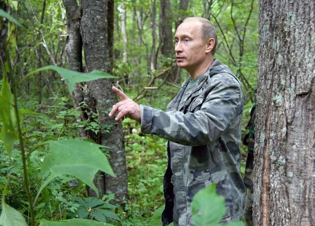 Почему Путин только сейчас запретил вывозить лес-кругляк