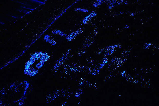 Красота светящихся пляжей, подобных звездному небу BioluminescentBeaches04 Красота светящихся пляжей, подобных звездному небу