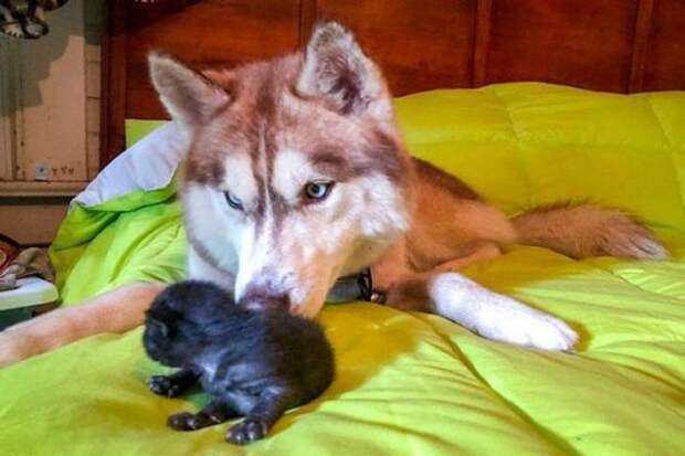 Хаски спасла новорожденных котят и воспитала как родных