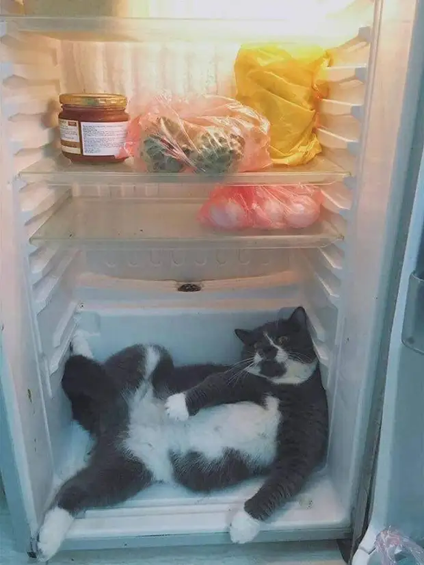 Bigpicture ru cats being weird weirdlilguys 6242d161b561f 700