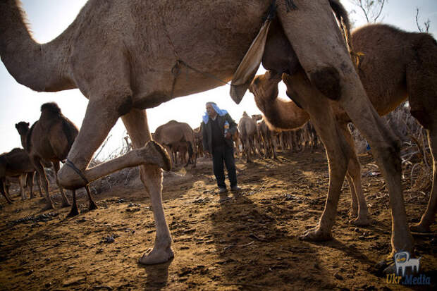 Жители арабского мира, которые ведут кочевой образ жизни (Фото)