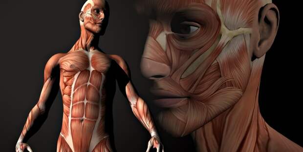 10 самых заметных «шрамов», оставленных на теле человека эволюцией