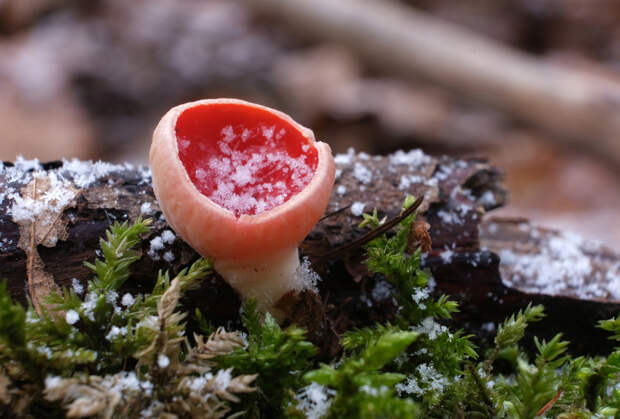 Весенние грибы: список, где и когда собирать, как готовить