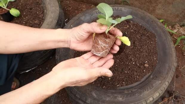 Как вырастить много капусты, не имея огорода