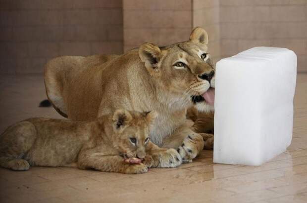 Interesting pictures with animals 13