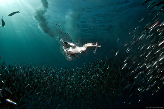 Подводный мир в фотографиях