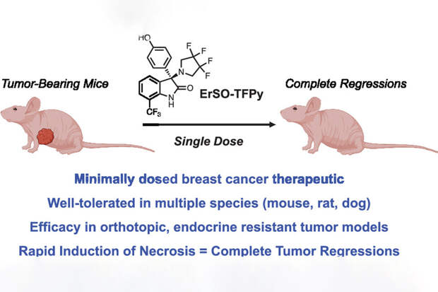 ACS CS: новый препарат полностью разрушил небольшие новообразования у мышей