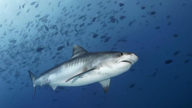 Дайверы назвали причиной агрессии акул в Красном море шум моторных лодок