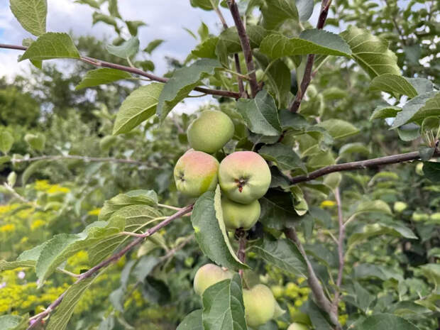 Соседи в шоке, а ветки ломятся: вот по какому графику опрыскивают яблоню бывалые садоводы, чтобы не остаться без единого плода