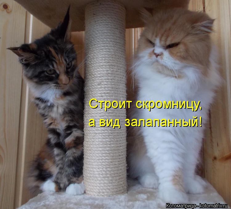 Котоматрица: Строит скромницу, а вид залапанный!