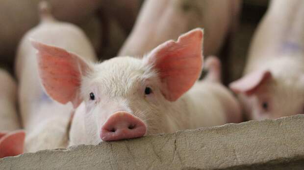 Поросенок спас российских штурмовиков от подрыва на мине