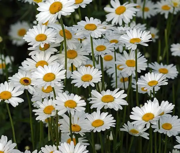 Топ-8 цветов, похожих на ромашку