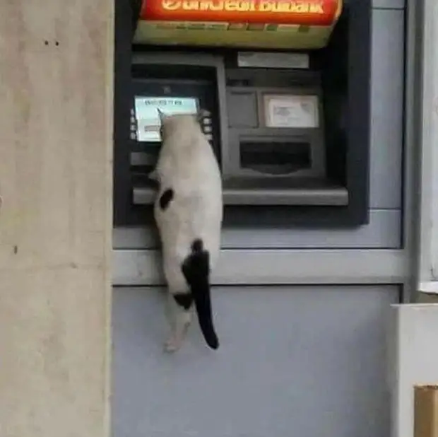 Bigpicture ru cats being weird weirdlilguys 6242d1819de9d 700