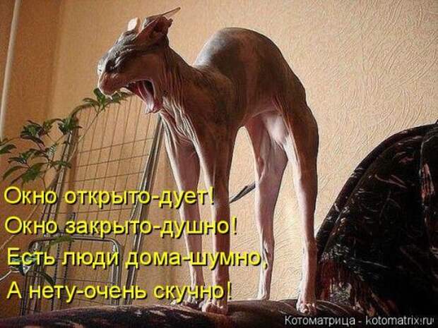 Новая котоматрица (39 фото)