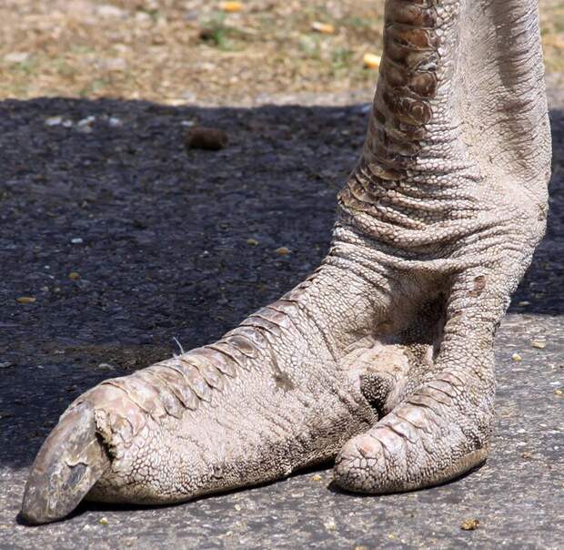 Ноги страуса