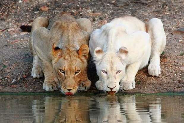 Редкие животные Африки: Белый лев дикая природа, животные, красная книга, редкие животные