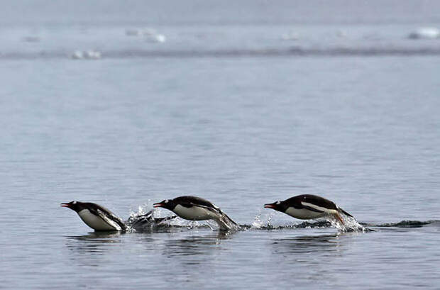 Фотография: Животные в полете №23 - BigPicture.ru