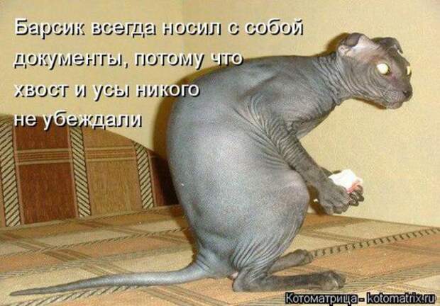 Котоматрицы (картинки с надписями)
