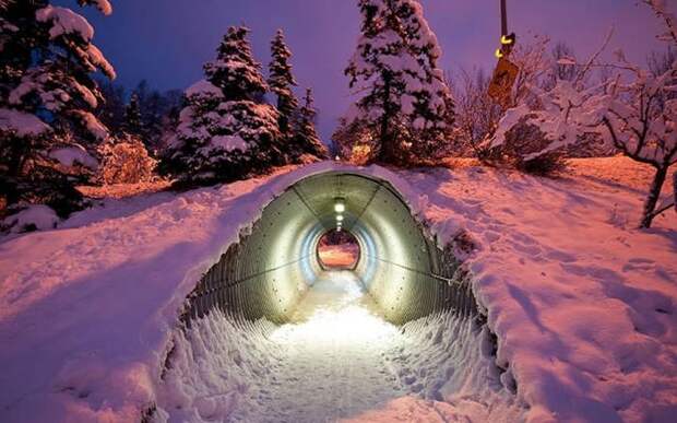 Мосты для животных