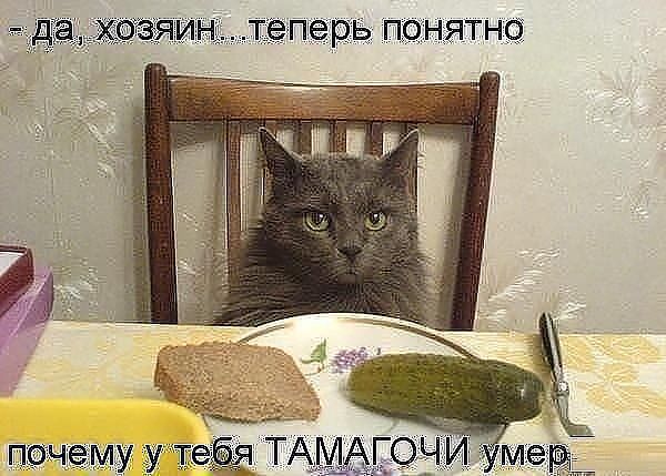 Прикольные картинки