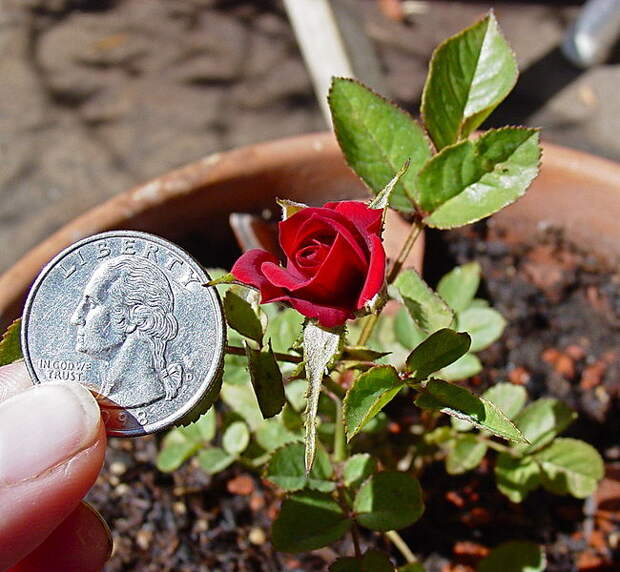 домашняя роза миниатюрная фото, разновидности роз, уход за розой