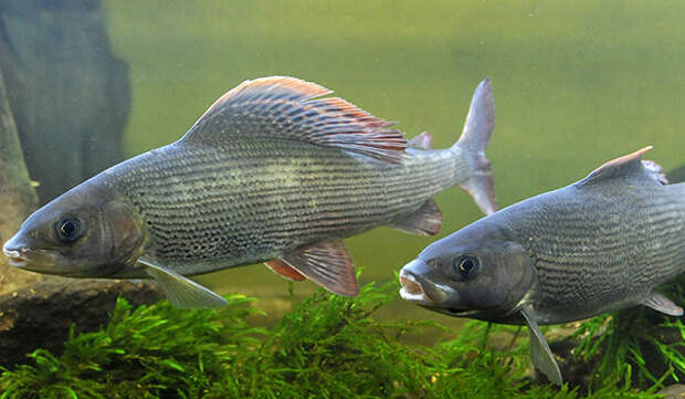 Фото: Рыба хариус