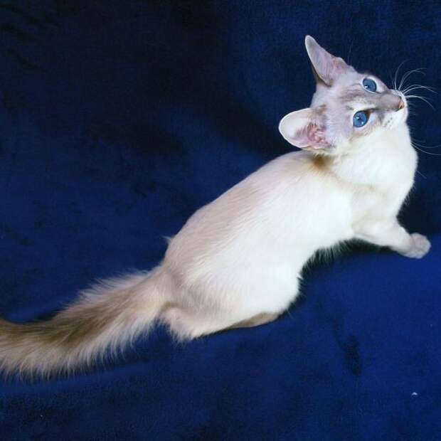 Балинезийская котята., кошки, породы