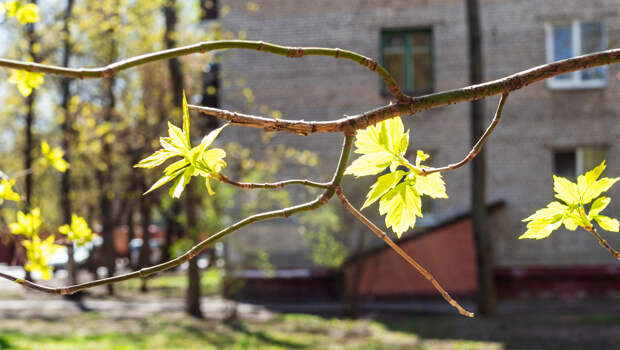 американский клен