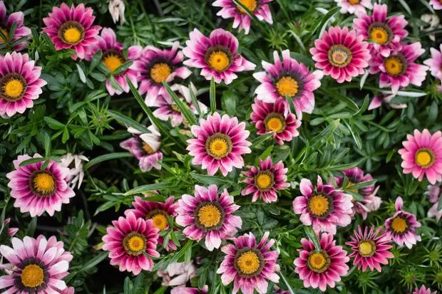 Топ-8 цветов, похожих на ромашку