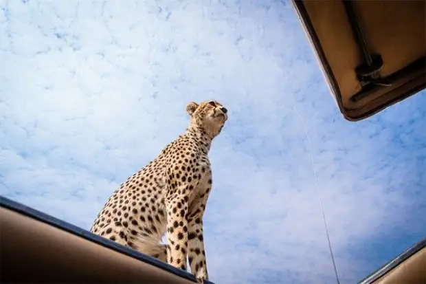 Гепард в гостях