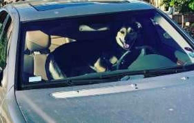 пес в машине