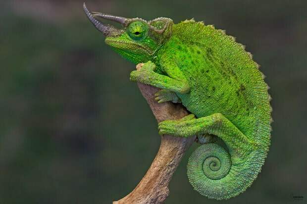 Фото: Christian Sanchez Photo/flickr.com