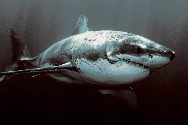 Почему в аквариумах не держат большую белу акулу