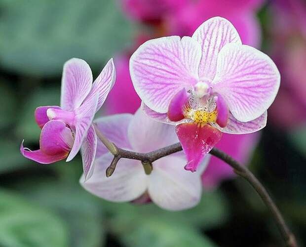 Уход за домашними цветами орхидея - Всё об уходе за телом здесь